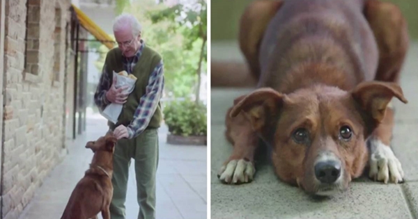 Découvrez Cette Belle Relation Entre Un Chien Et Son Maître Emouvant Histoire Chiens 9048